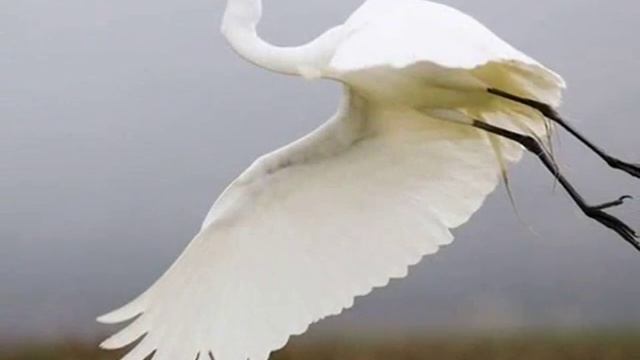 Звуки природы для детей ♪ Голоса птиц для детей ♪ Цапля смотреть онлайн