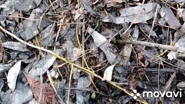 Зачем мульча на посадках чеснока? Лёгкий уход за чесноком. смотреть онлайн