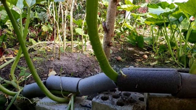 21 августа 2021 года Плоды тыквы 21 день Начало роста плода, холодная погода Сорт Atlantic gigan смотреть онлайн