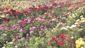 ШИКАРНЫЕ РОЗЫ С ПЫШНЫМ ЦВЕТЕНИЕМ ♥️♥️♥️ rosebushes.ru Дольчетто и Кантри Хоум