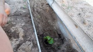 Начинающему виноградарю.Посадка винограда.