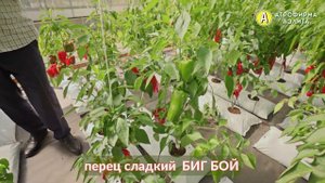 ЭТО НАШ ХИТ! Сладкий перец БИГ БОЙ из серии СУПЕРХИТ 21 века!