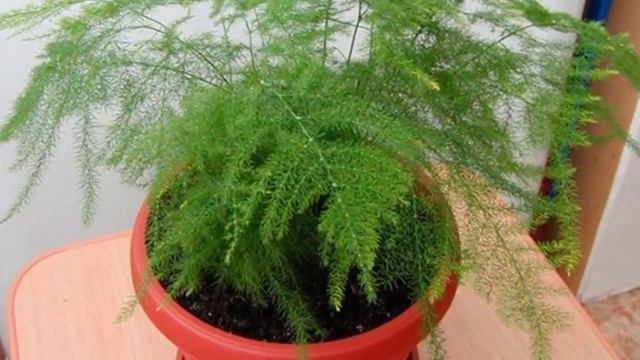 Профилактика и лечение основных заболеваний аспарагуса.