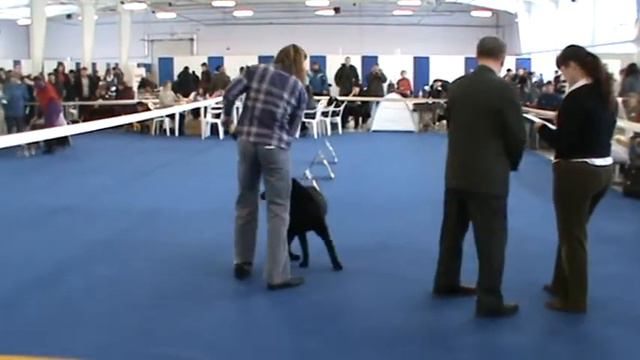 Щенки смотреть онлайн