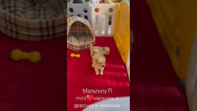 мальтипу Ф1 ♥️mini.мальчик и девочка в наличие .Москва