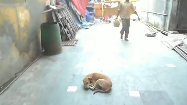 Рынок рядом с Храмом Лотоса смотреть онлайн