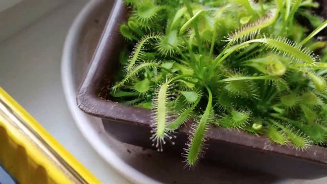 My drosera plants collection смотреть онлайн