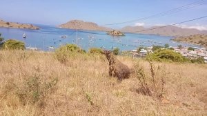 Komodo Dragon Swallows Another Goat on the hill, the latest special video today