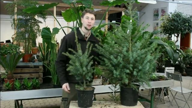 Serbisk søjlegran Picea omorika смотреть онлайн