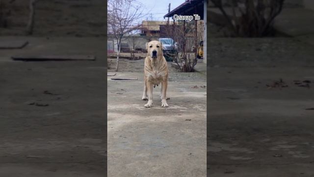 Алабай (САО) #doglover #alabai #дрессировка #puppy #dogsvideo #dogs #sara #trendingdogvideo #dog смотреть онлайн