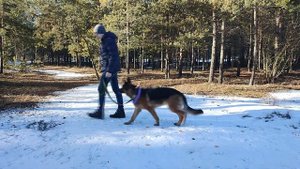 Как отучить щенка / собаку подбирать с пола | Что делать если собака ест все подряд на прогулке?