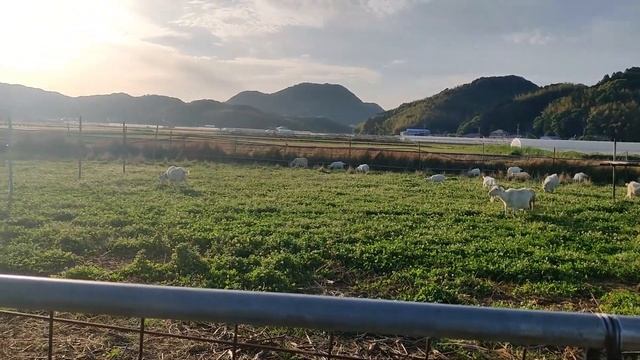 Сельхоз бложик - катаюсь на скутере по японскому пригороду