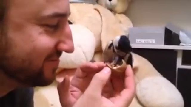 Дятел живущий у меня дома. Ручной дятел. смотреть онлайн