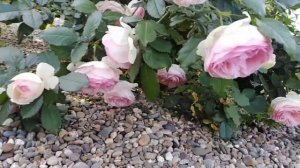 Роза Сезар (Цезарь). Cesar rose. Первая волна цветения