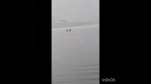 ловля теляпии
