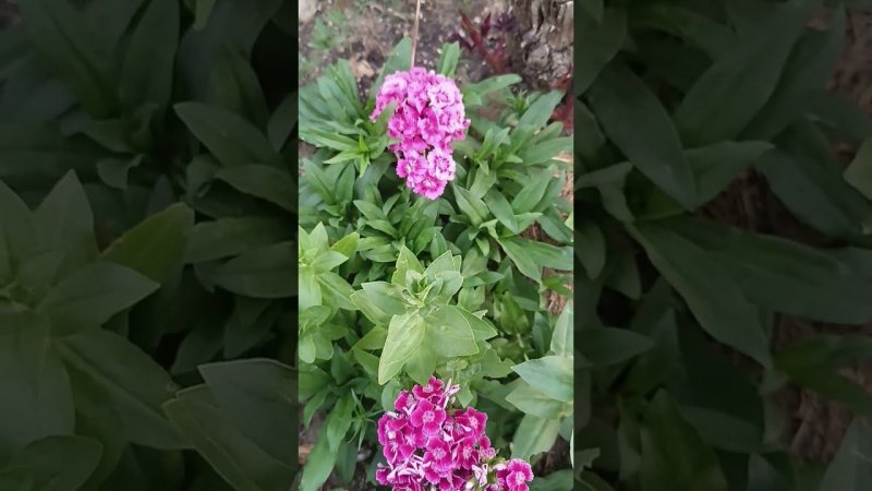 Вуаля. Ковровая турецкая гвоздика. Подзимний сев