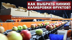 Как выбрать линию калибровки яблок, цитрусовых, слив, персиков, помидор с оптическим сортировщиком?