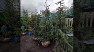 Ель сербская пендула