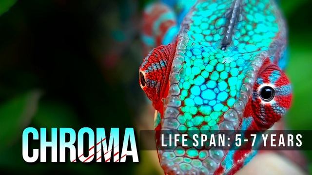 What Chameleon Should You Get? смотреть онлайн