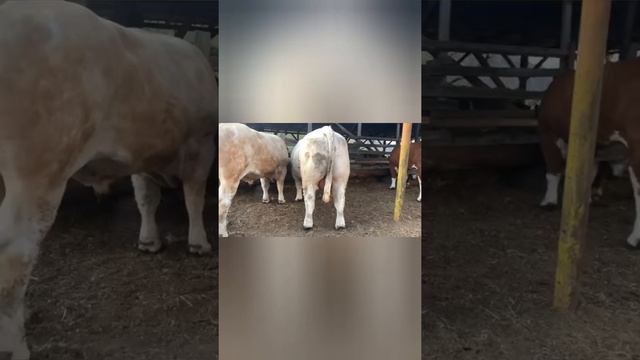 Одни из самых лучших быков в Дагестане Шароле на племя! смотреть онлайн