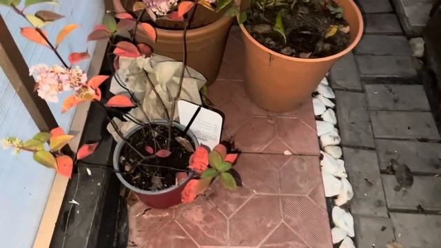 Снегопад в Москве , а на даче тепло и уютно смотреть онлайн