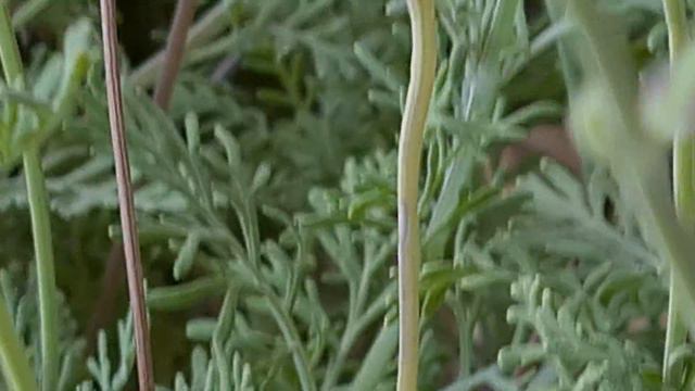 אזוביון שסוע Лаванда многонадрезная смотреть онлайн