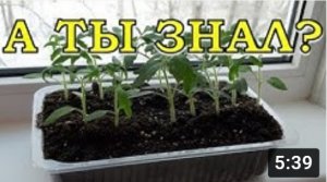 Основные ОШИБКИ при выращивании рассады