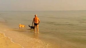 Кане Корсо. Серьёзный охранник и защита для всей семьи