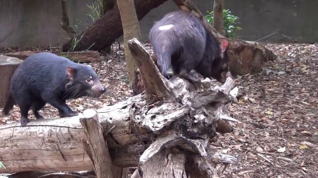 The wild Tasmanian Devil смотреть онлайн