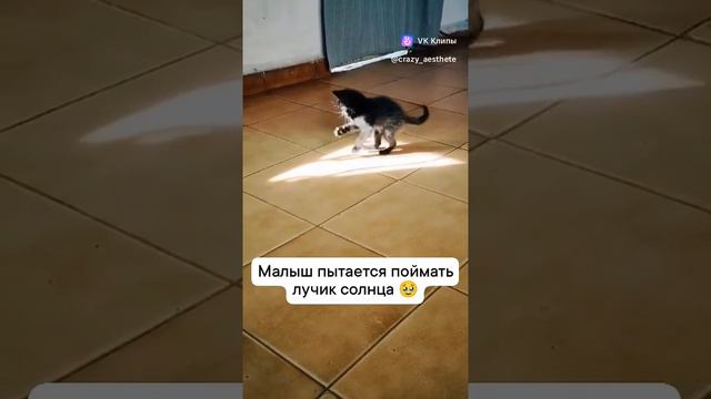 котенок пытается поймать луч Солнца, вот и люди всю жизнь что то ловят 🤷♂️🤷♂️