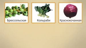 5 Дикорастущие и культурные растения