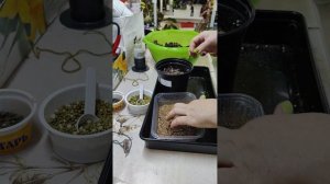 АХИМЕНЕСЫ. Посадка ризом. 🏵️🌸🍀#комнатныерастения #ахименес #посадка #растения