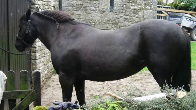 Beauty the fell pony смотреть онлайн