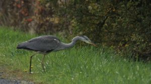 héron cendré HD - ( Ardea cinerea) - Grey Heron HD