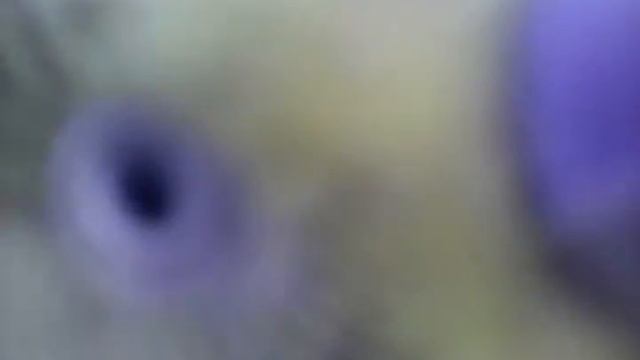 Попугай напал на камеру смотреть онлайн