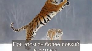 КТО СИЛЬНЕЕ ТИГР, ЛЕВ ИЛИ МЕДВЕДЬ????