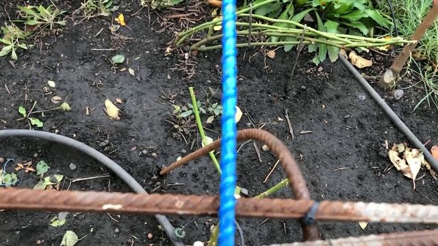 Хитрости укрытия роз на зиму.