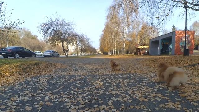 Встреча с щенком шпица Бэллы. Щенку 7 месяцев. Рыжулька шпиц Юни