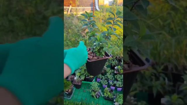 Гортензия метельчатая Самарская Лидия