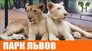 Львы на Пхукете | Экскурсия Парк львов | Lion Land Phuket