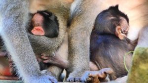 Best Clips Compilation Of Monkey Viola After Giving Birth To Tiny Baby Monkey.