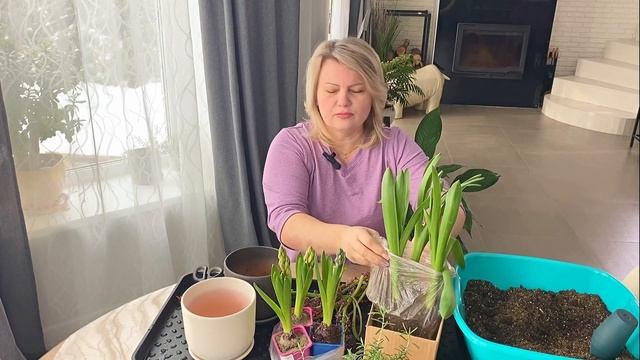 Отцвели уж давно гиацинты в горшке смотреть онлайн