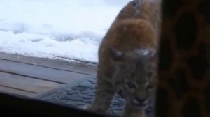Кот и Рысь .Реакция кота на рысь