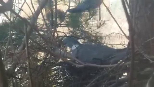 горлицы свили гнездо под окном смотреть онлайн