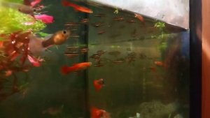 Нанностомус маргинатус Nannostomus marginatus