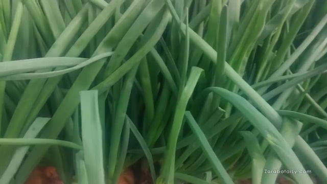 Песок, или земля при выгонке лука на перо? Грунт. смотреть онлайн