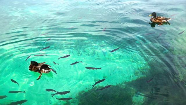 Peace and Calm ♡ 15 minute Meditation Yoga Spa Healing Relaxing Nature смотреть онлайн