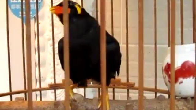 Пекин - Говорящая птица в зоомагазине смотреть онлайн