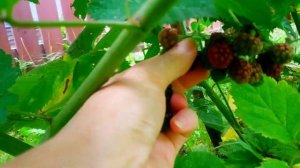 ЕЖЕМАЛИНА на ДАЧЕ/ Сорт ТАЙБЕРРИ- сладкая и нежная