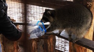 Розыгрыш билетов в контактный Зоопарк Лап-Ландия. МанкиТайм